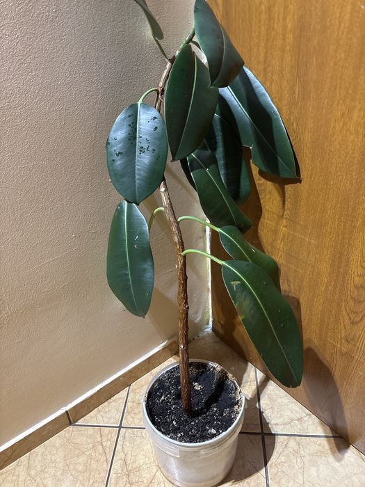 Fikus sprężysty ciemnozielony