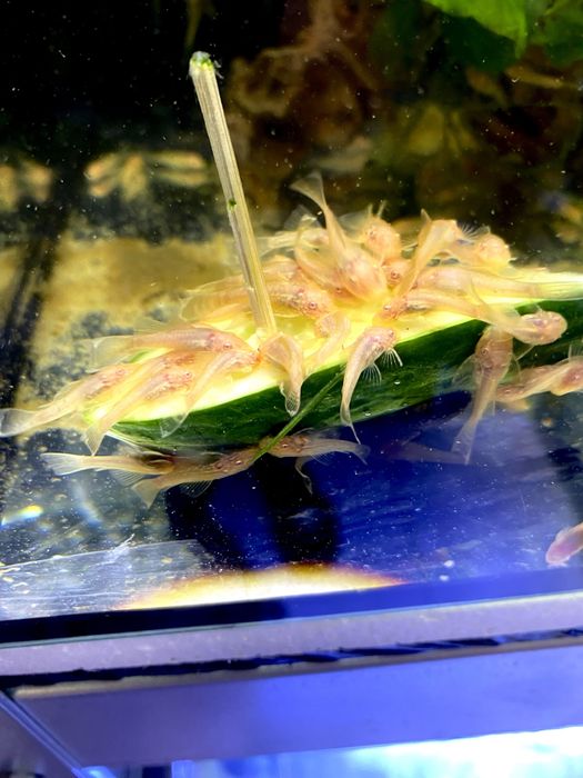 Glonojady Gold albino