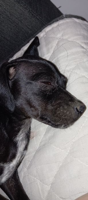 Cachorra com cerca 2 /3 meses