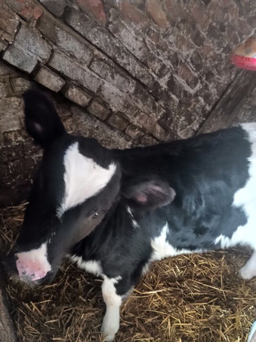 Продам чорно-рябу теличку