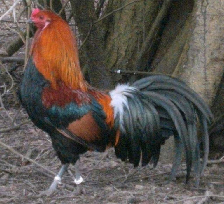 Sprzedam jajka lęgowe Deutsches Buschhuhn