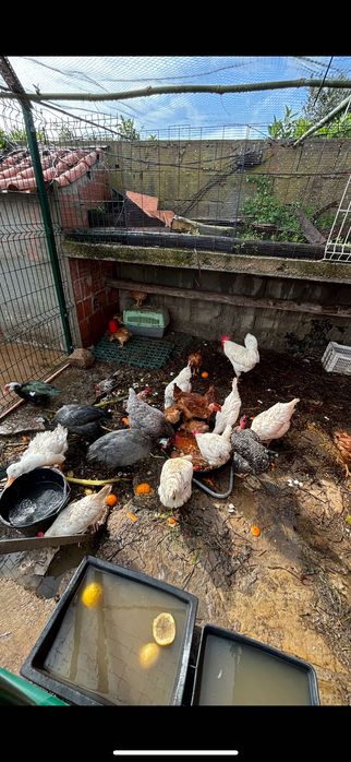 Venda de ovos galinhas, galos e pintos