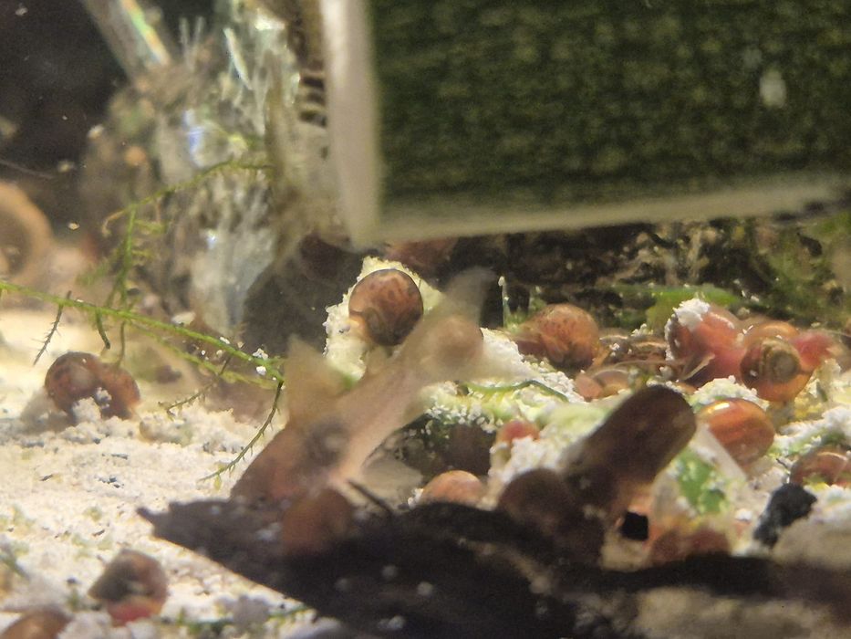 corydoras bronze c 3 cm