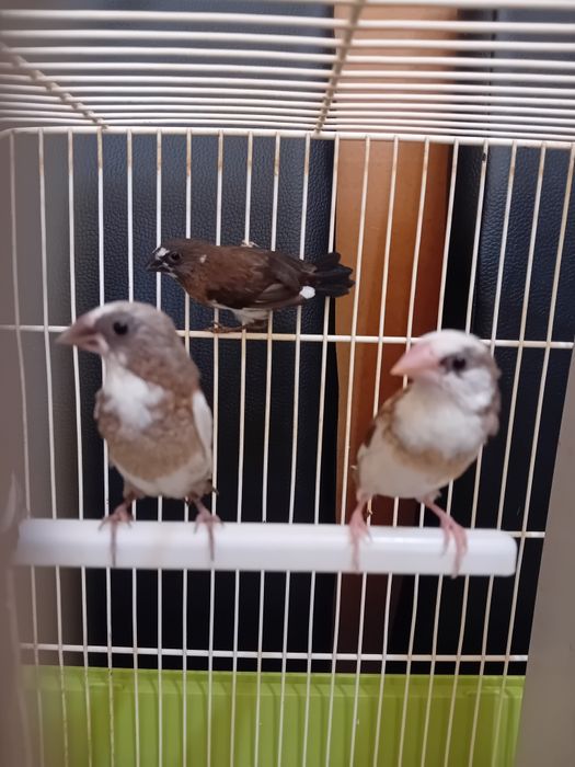 Bengalins do Japão.