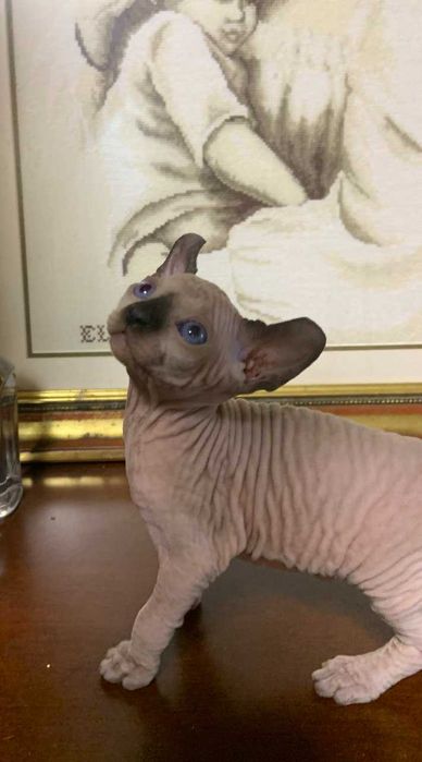 НейМоВіРниЙ Ельф