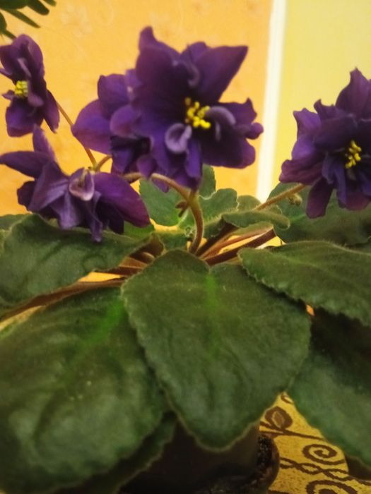 Фіалка сортова, кімнатний вазон