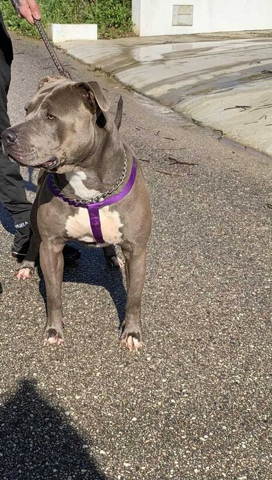 American Staff Macho