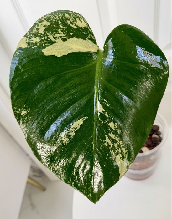 Monstera pompom
