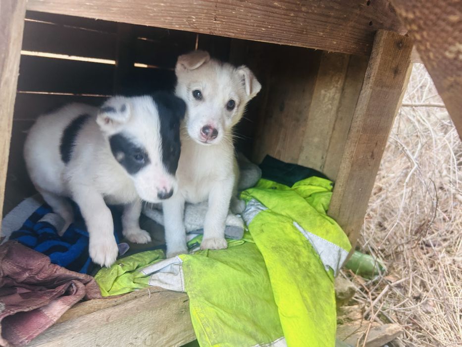 Щенята в добрі руки