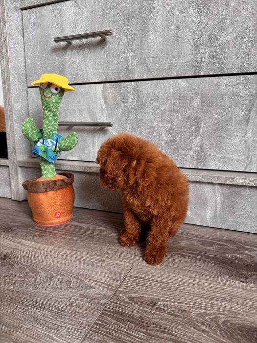 Яскравий та неповторний мальтіпу