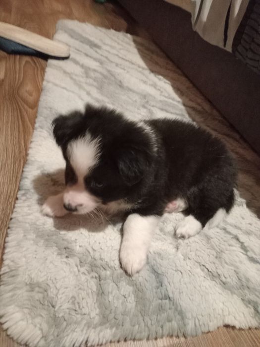 Бордер колли бесплатно