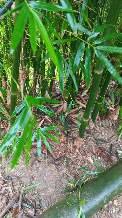 Mudas de Bambu gigante