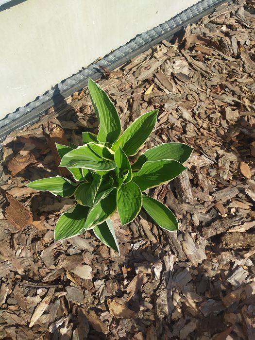 Trawa ozdobna turzyca ,hosta,funkie, milin
