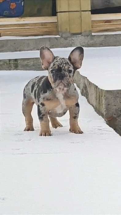 Топ качество голубая