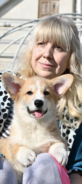 Цуценя вельш коргі пемброк 3 місяці