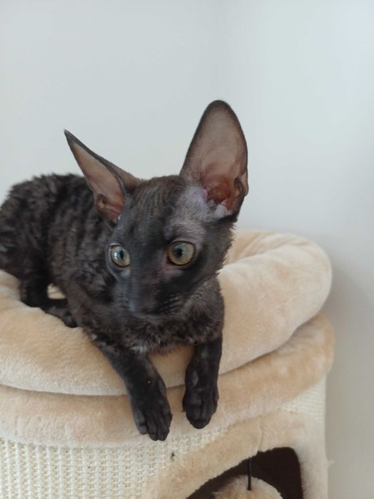 CORNISH REX - Dostępna kotka o imieniu CARMEN Hodowla: MatiMalwa*PL