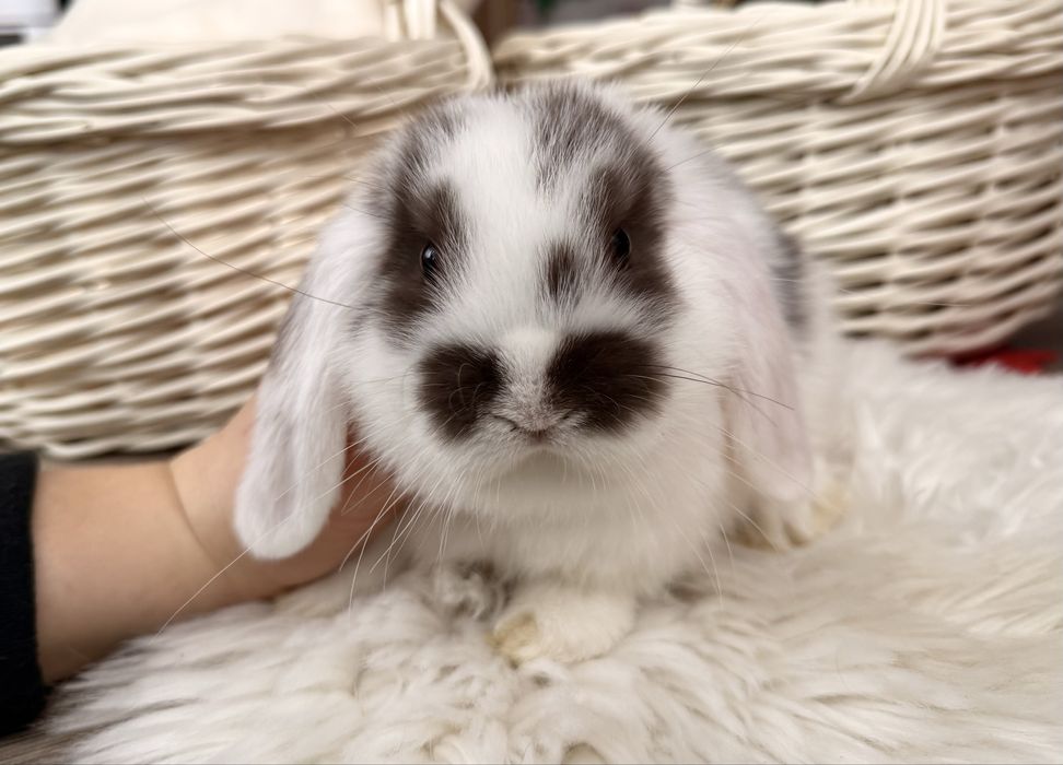 Mini Lop / króliki rasowe z hodowli / króliki miniaturki