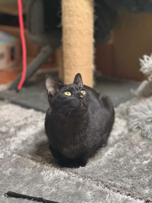 CASTRADO | Macho juvenil disponível para adoção responsável