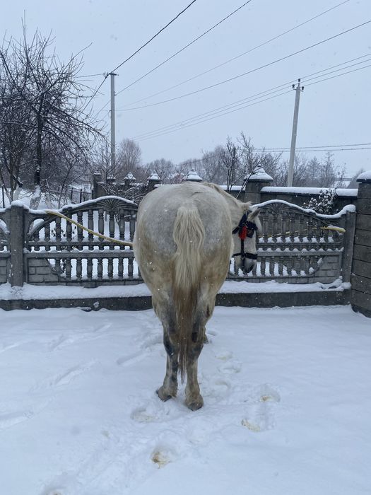 Продам хорошого робочого коня