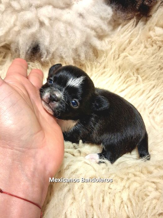 NAJPIĘKNIEJSZY MINI KRÓLEWICZ chihuahua. Krótkowłoy chłopczyk !