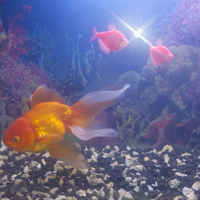 Продам Аквариумных Рыбок. Харьков!