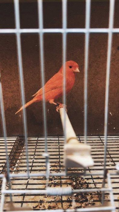 canario vermelho