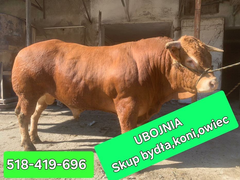 Skup koni, bydła,cieląt,owiec