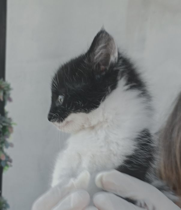 Kotki do adopcji