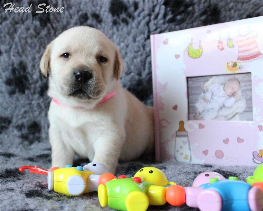 Щенки Лабрадора ретривера КСУ-FCI