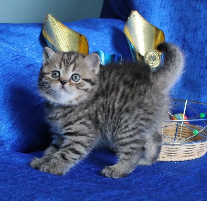 Девочка шотландская