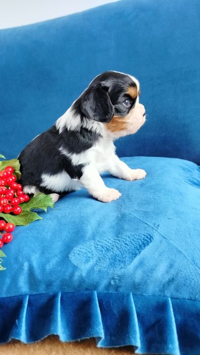 Przepiękny piesek tricolor Cavalier King Charles Spaniel  Czarlie