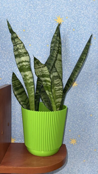 Яркая пышная сансевьерия Футура Робуста