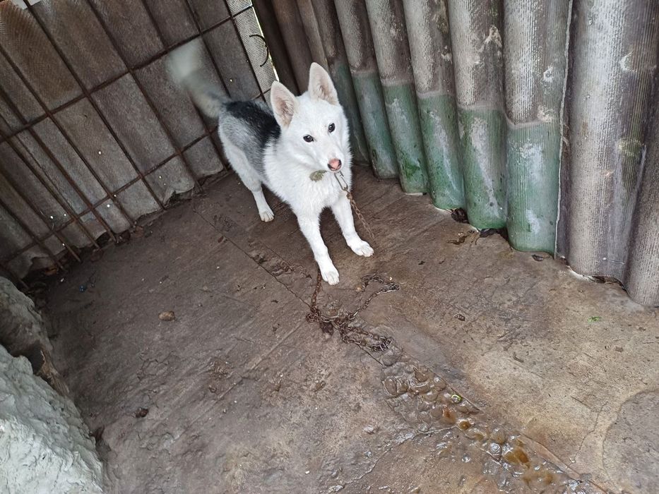 Сибирская хаски. Мальчик