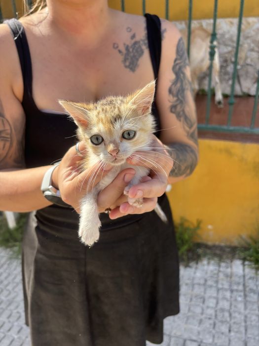 Gatinhos com 2 meses para adocao