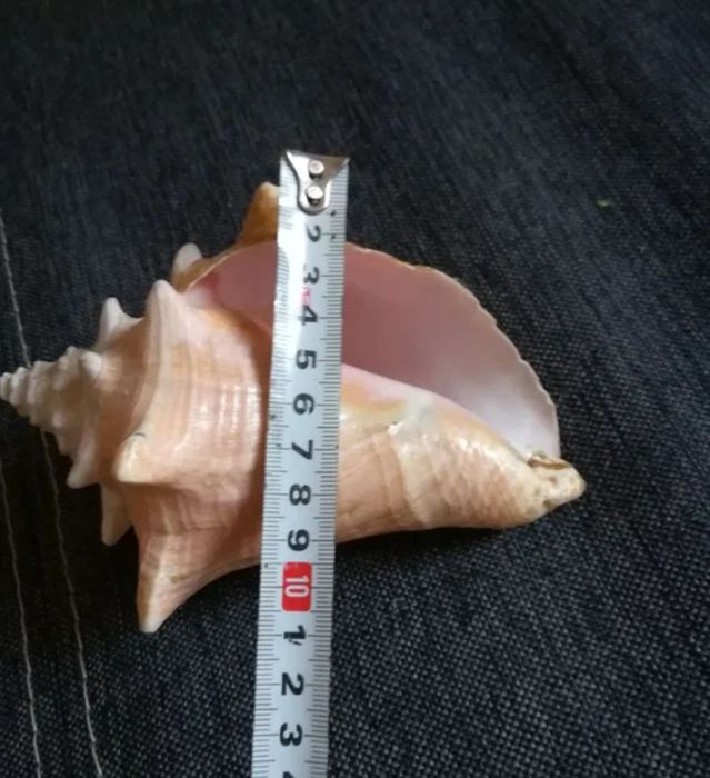 Морская ракушка.