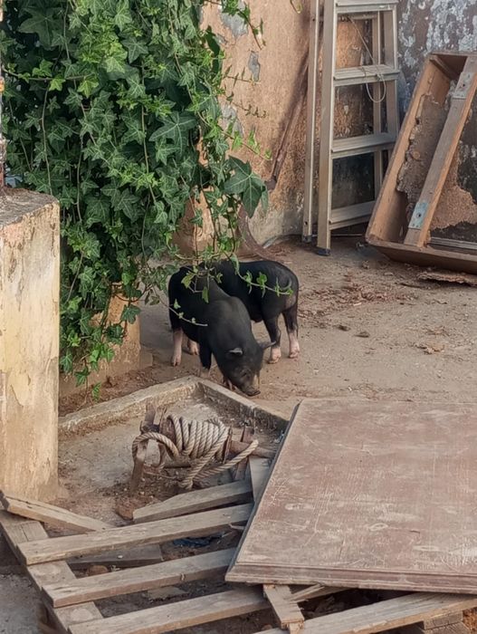 4 porcos pretos de 2 meses  - Santa Maria Da Feira