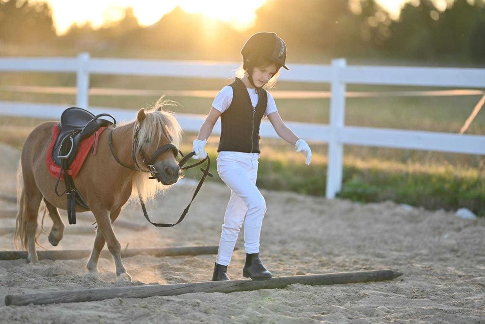 Klacz szetlandzka Fantazja, paszport IMNO