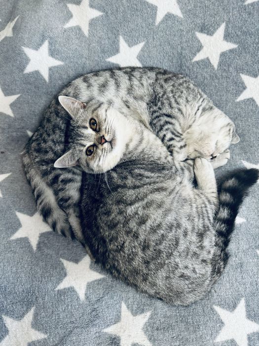 Шотландські кошенята/Scottishcats/Дівчатка