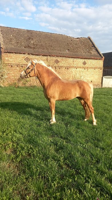 Stanówka haflingier