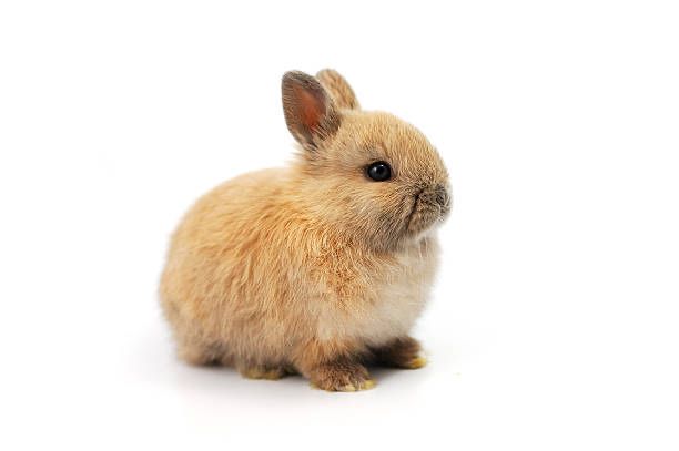 Kroliki miniaturki piekne mini lop baranki angorki karzelek