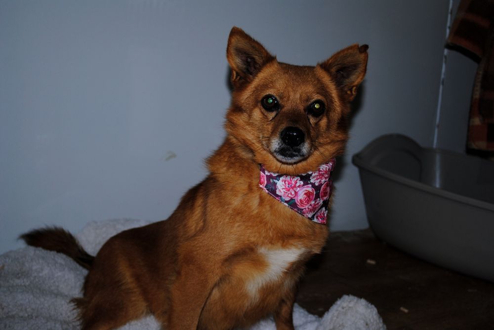 Mikro sunia do adopcji