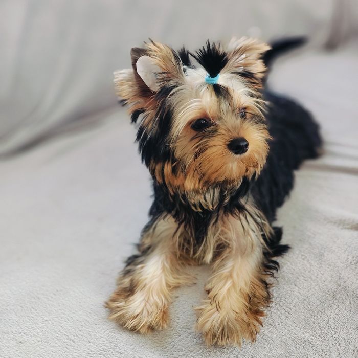 Yorkshire terrier