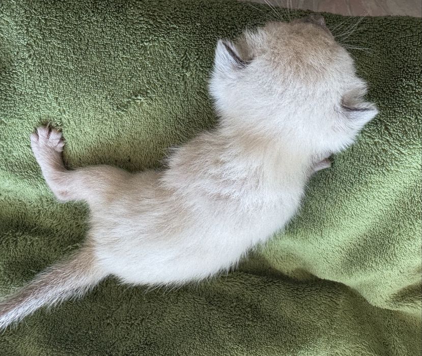 Kocurek balijski do felinoterapii z Hodowli Jagodowa Miłość