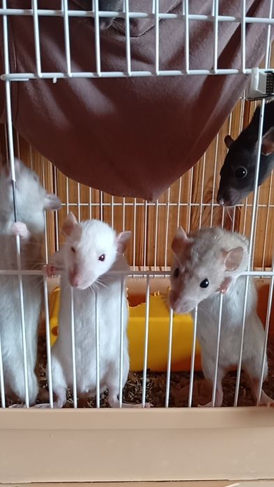 Декоративні пацюки