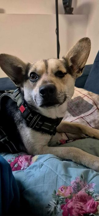 Piesek do adopcji!!