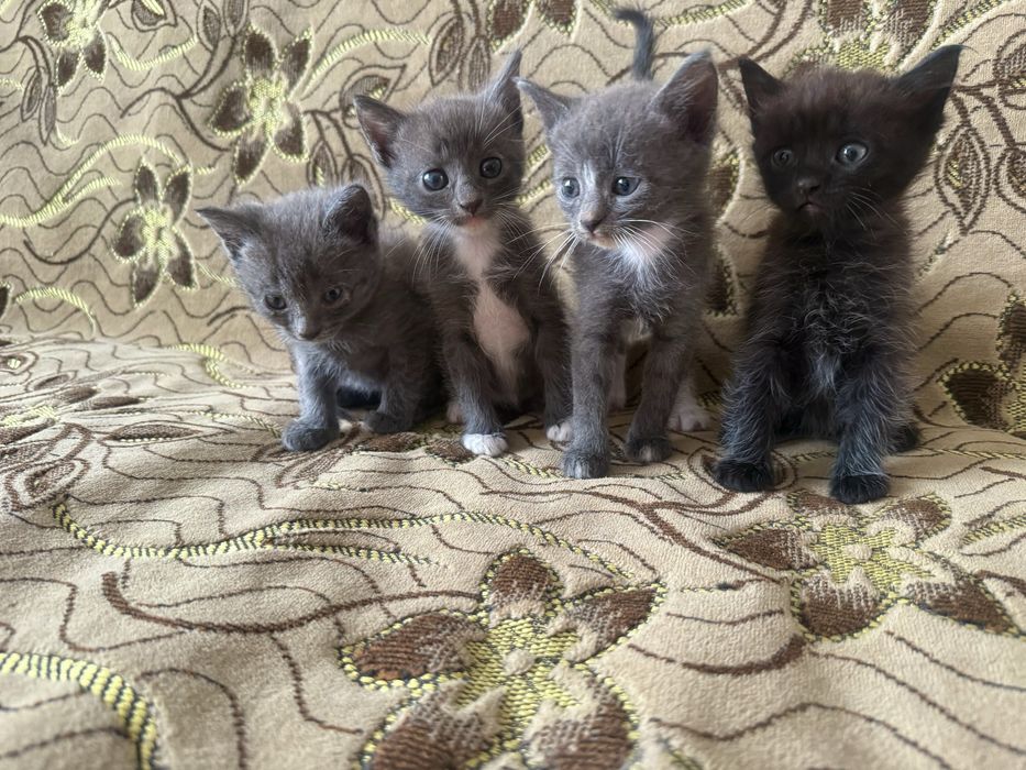 Кошенята в добрі руки