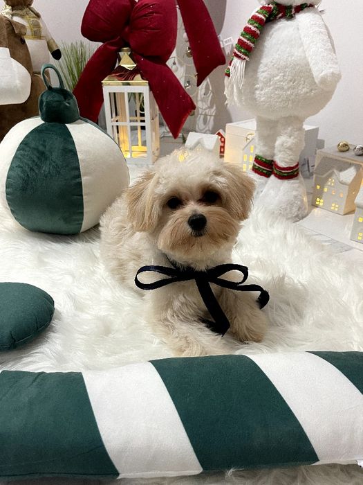 Ексклюзивні дівчатка Помапу з ідеальним характером