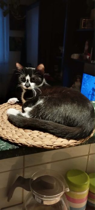 Tadzia - cudna koteczka czeka na domek