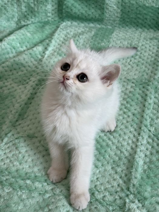 Kocur brytyjski ns11