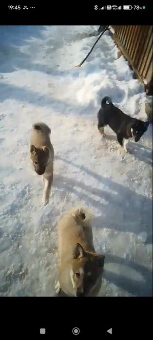 Продам щенят лайка